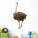 Portrait Ostrich
