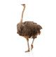 Portrait Ostrich