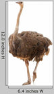 Portrait Ostrich