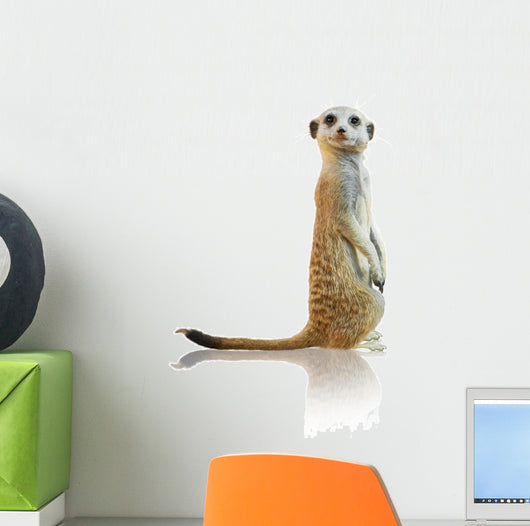 Portrait of A Meerkat Wall Decal
