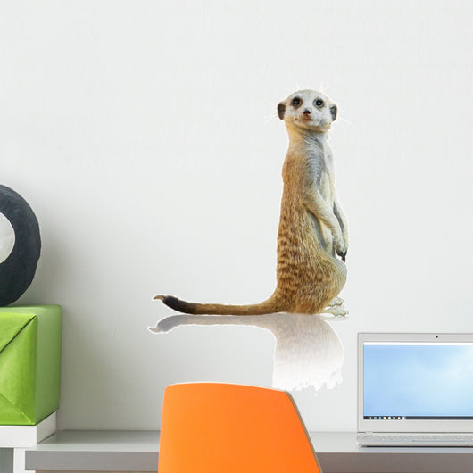 Portrait of A Meerkat Wall Decal