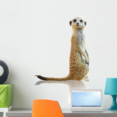 Portrait Meerkat Wall Decal shown on a wall