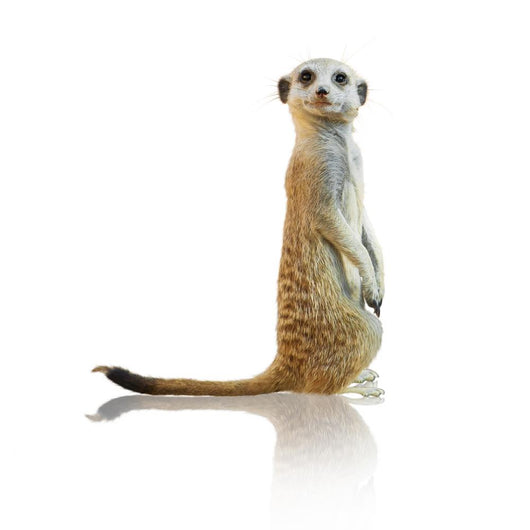 Portrait of A Meerkat Wall Decal