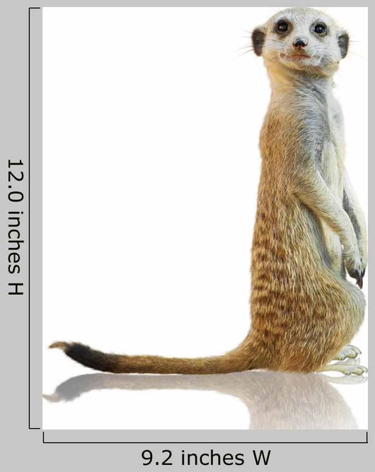 Portrait of A Meerkat Wall Decal