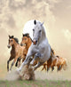 Horses Sunset