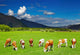 Grazing Cows