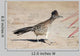 Greater Roadrunner