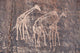Ancient Rock Engraving Sahara