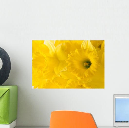 daffodil background Wall Mural