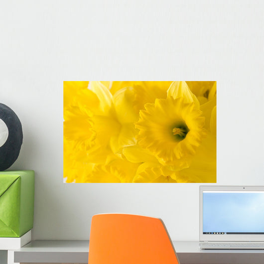 daffodil background Wall Mural
