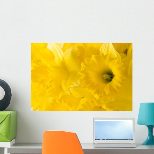 daffodil background Wall Mural