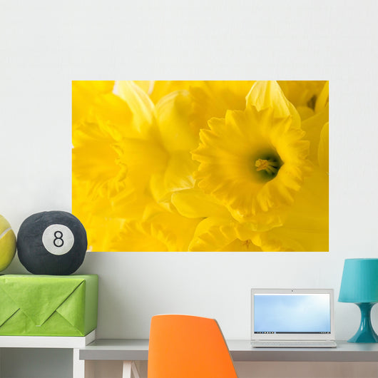 daffodil background Wall Mural