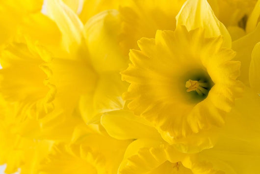 daffodil background Wall Mural