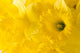 daffodil background Wall Mural