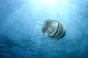 Rhizostoma Pulmo Jellyfish and