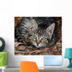 Cat Wall Mural