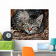 Cat Wall Mural