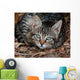 Cat Wall Mural