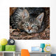 Cat Wall Mural