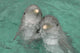 Pareja Delfines