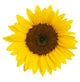 Sunflower Wall Mural