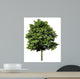 Acer Platanoides Spitzahorn Freigestellt
