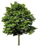 Acer Platanoides Spitzahorn Freigestellt