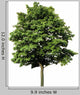 Acer Platanoides Spitzahorn Freigestellt