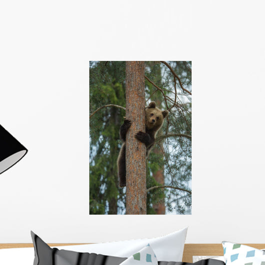 Brown Bear Climbing Tree