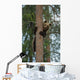 Brown Bear Climbing Tree