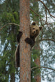 Brown Bear Climbing Tree
