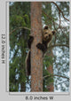 Brown Bear Climbing Tree