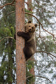 Brown Bear Climbing Tree