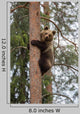 Brown Bear Climbing Tree