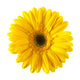 Yellow Daisy Flower Wall Decal