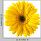 Yellow Daisy Flower Wall Decal