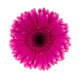 Pink Daisy Flower Wall Decal