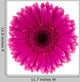 Pink Daisy Flower Wall Decal