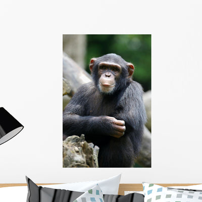 Chimpanzee shown on a wall