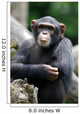 Chimpanzee