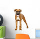 German Boxer Puppy 5