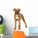 German Boxer Puppy 5