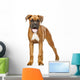 German Boxer Puppy 5