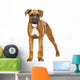 German Boxer Puppy 5