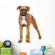 German Boxer Puppy 5
