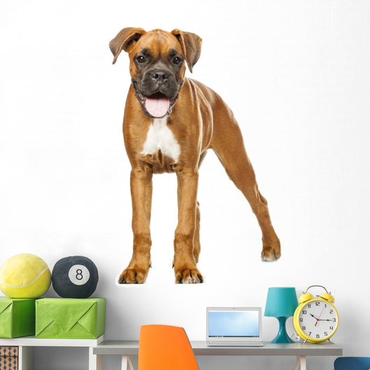 German Boxer Puppy 5