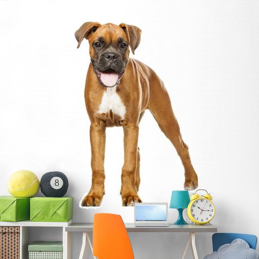 German Boxer Puppy 5