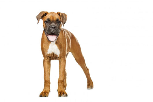 German Boxer Puppy 5