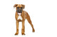 German Boxer Puppy 5
