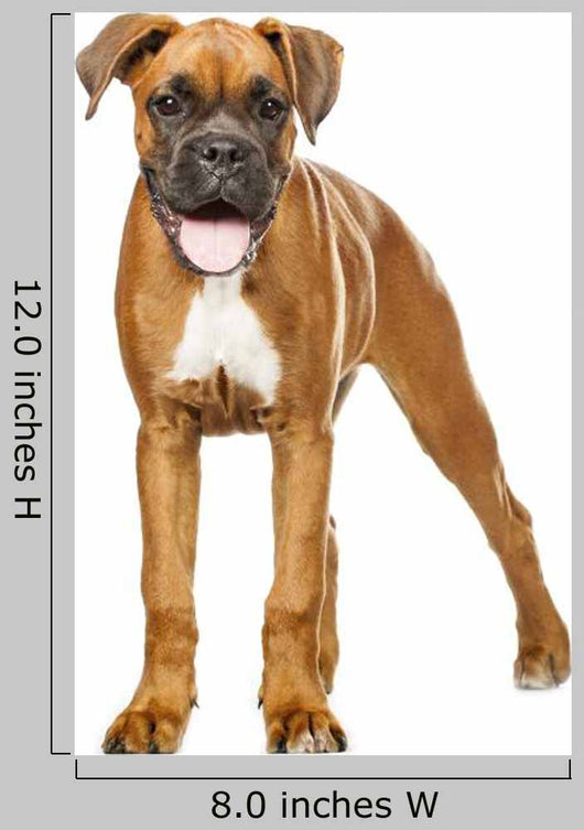 German Boxer Puppy 5